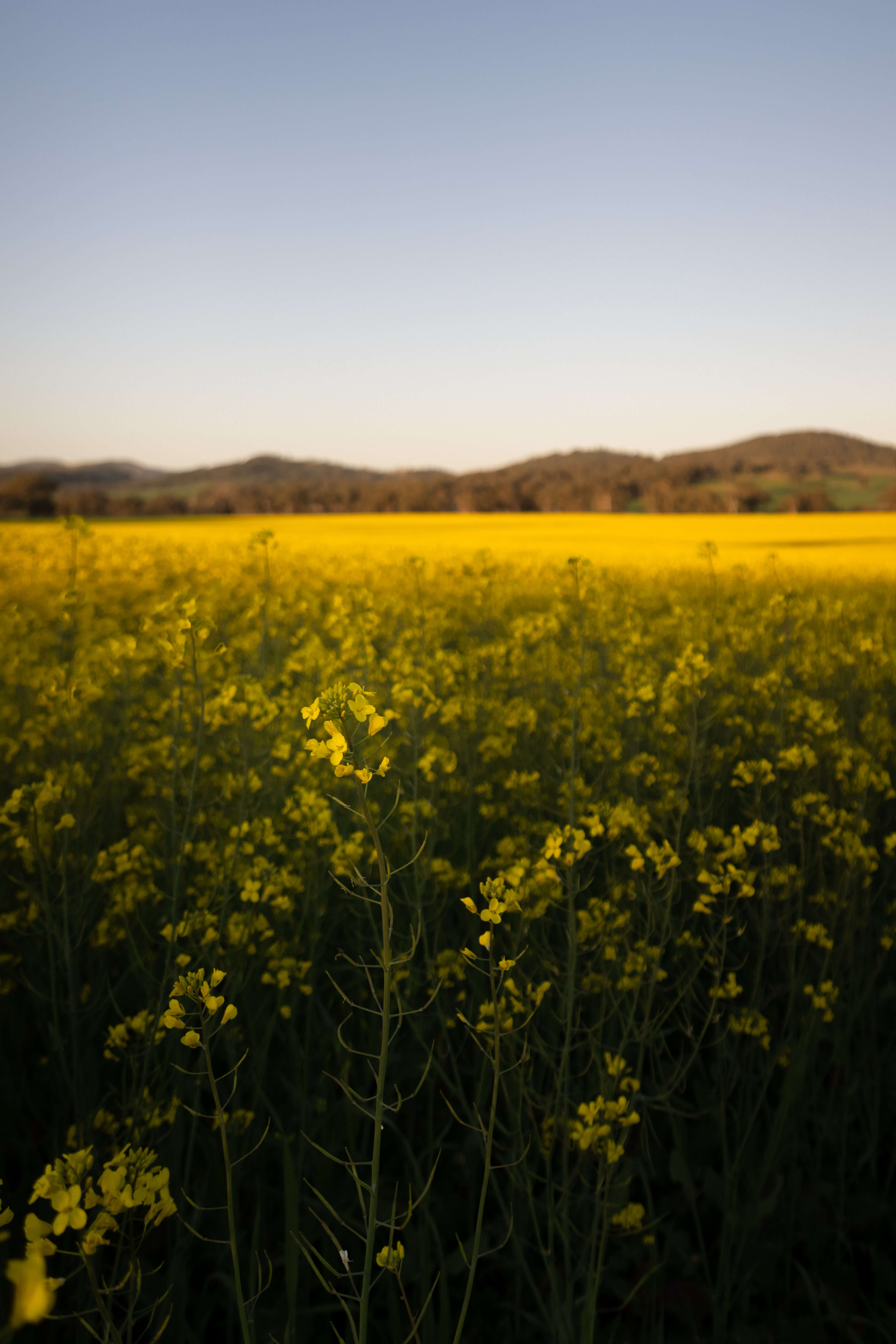 Image of a field