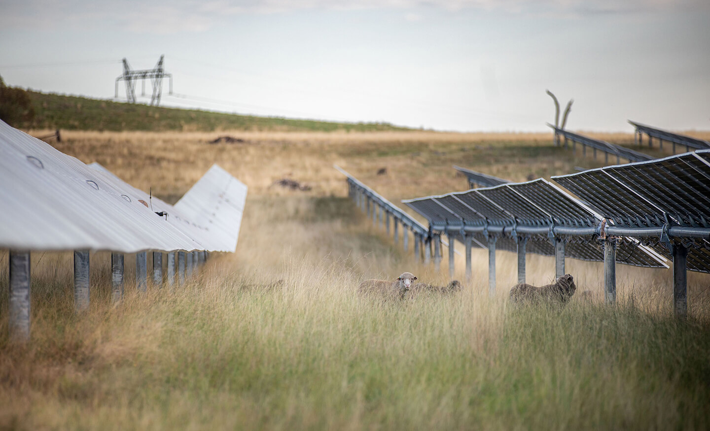 Sheep grazing around solar panels
